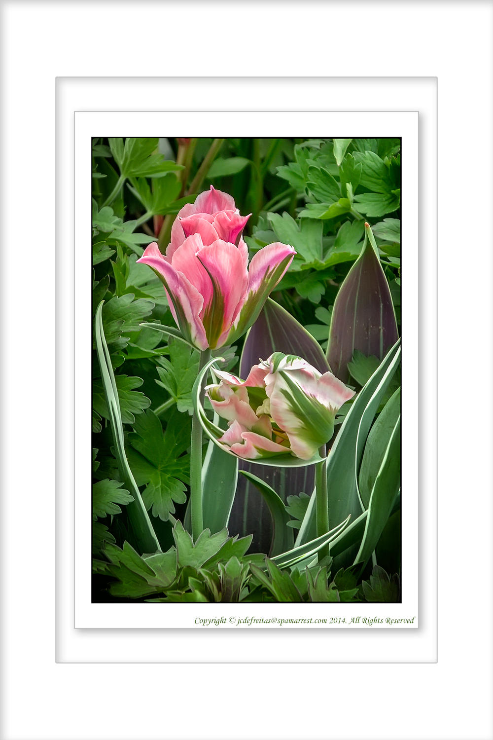 2014 - Tulips, Edwards Garden - Toronto, Ontario - Canada