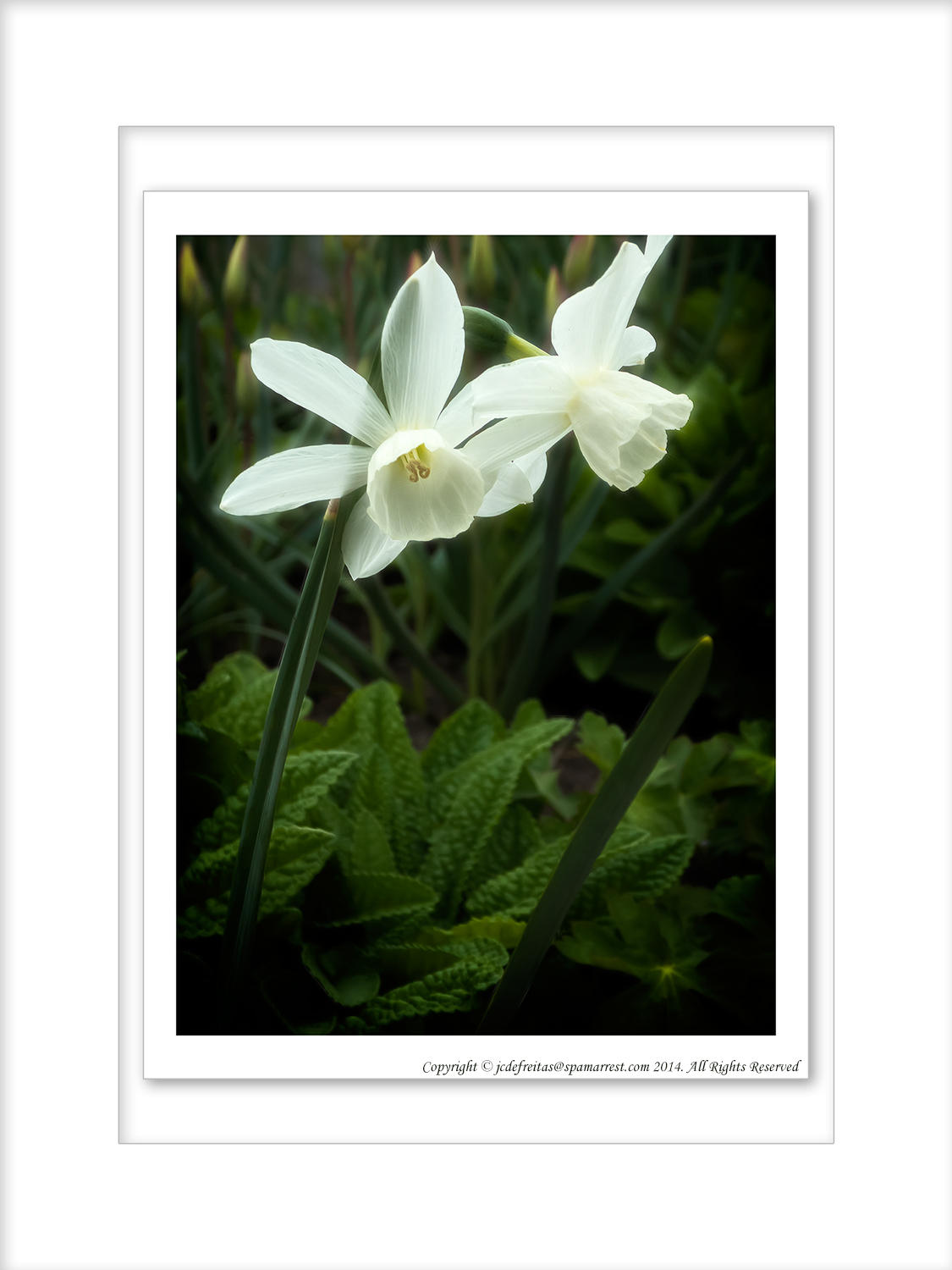 2014 - Thalia Daffodil - Edwards Garden Toronto, Ontario - Canada