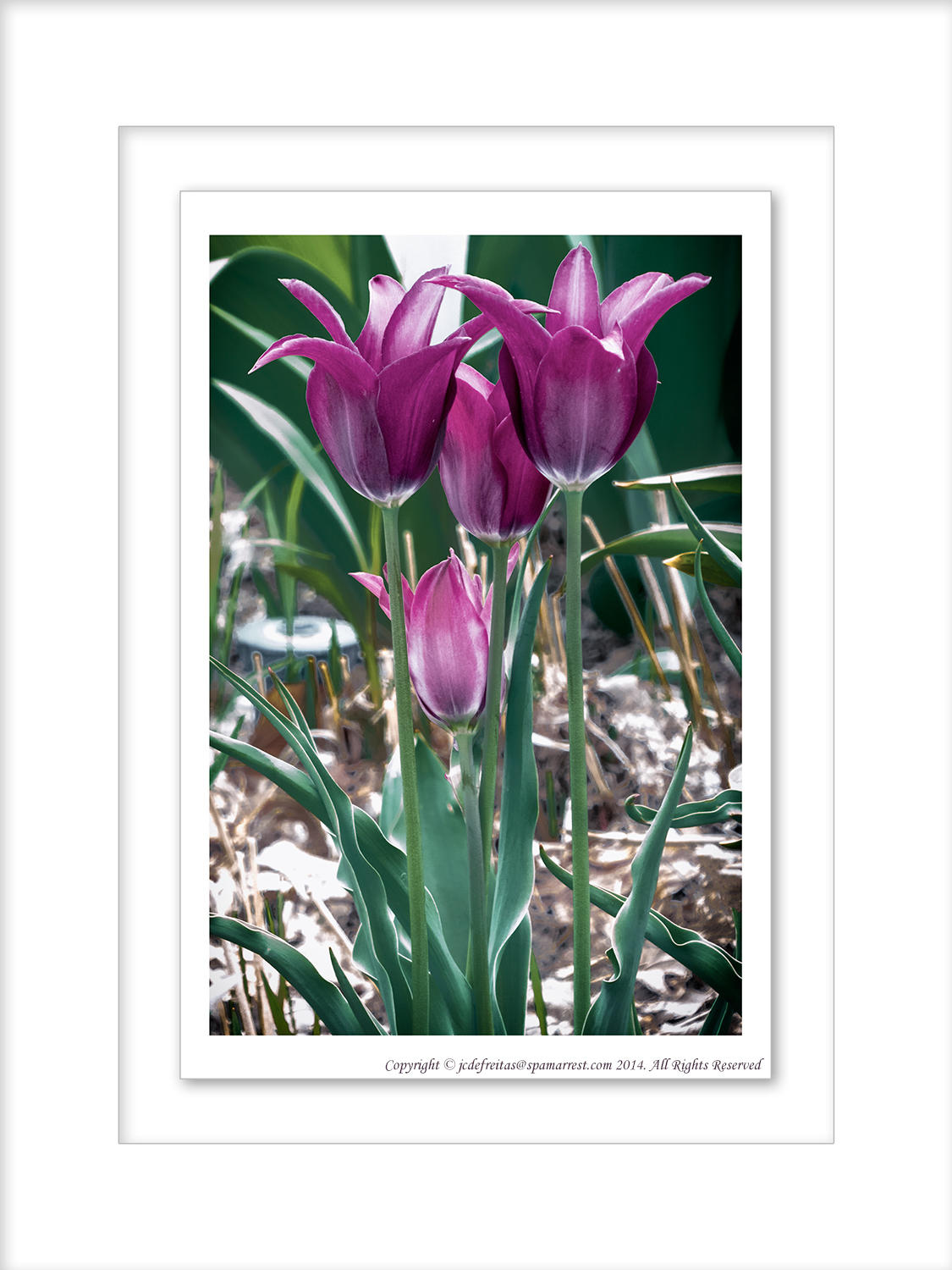 2014 - Tulips, Edwards Garden - Toronto, Ontario - Canada