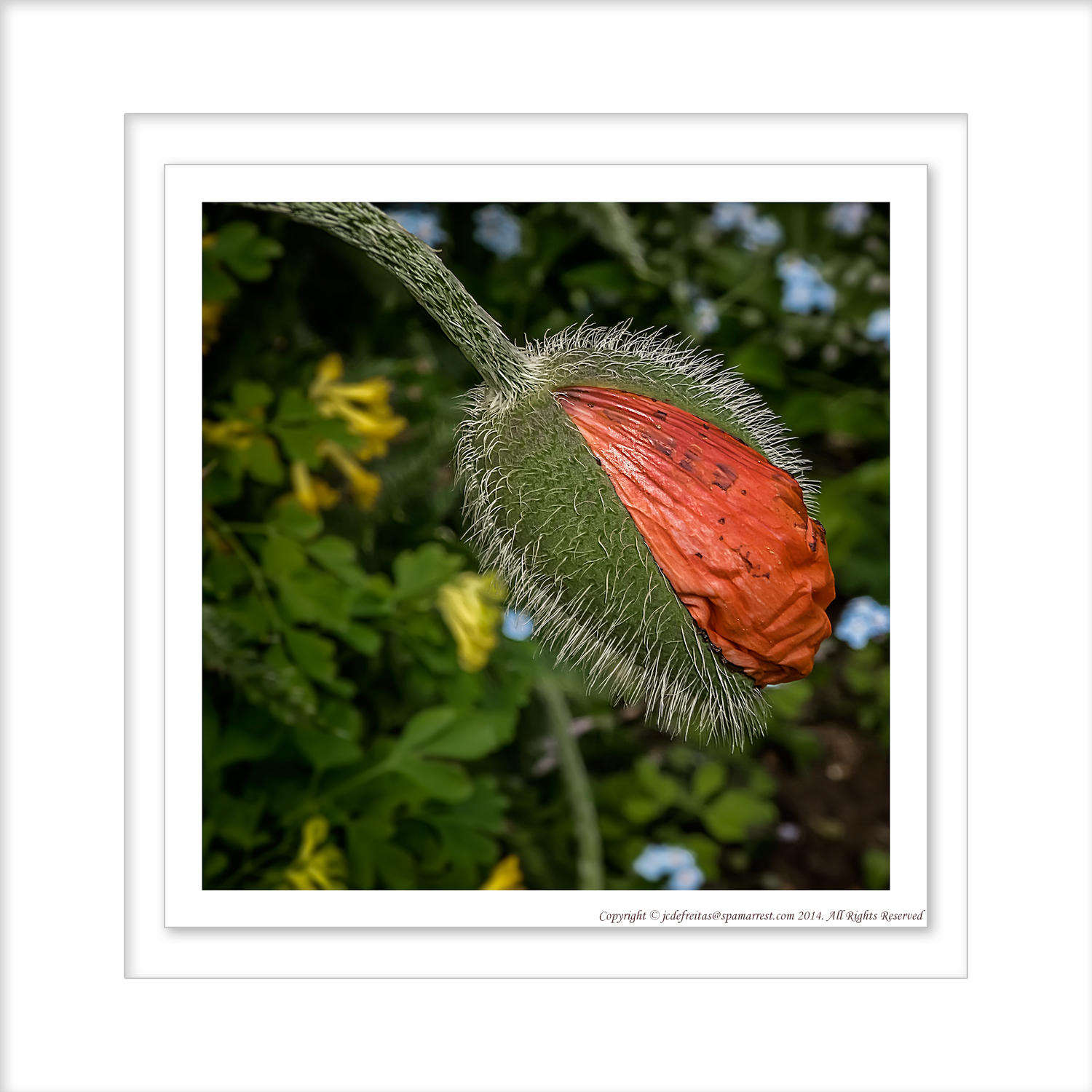 2014 - Poppy, Rosetta McClain Garden - Toronto, Ontario - Canada