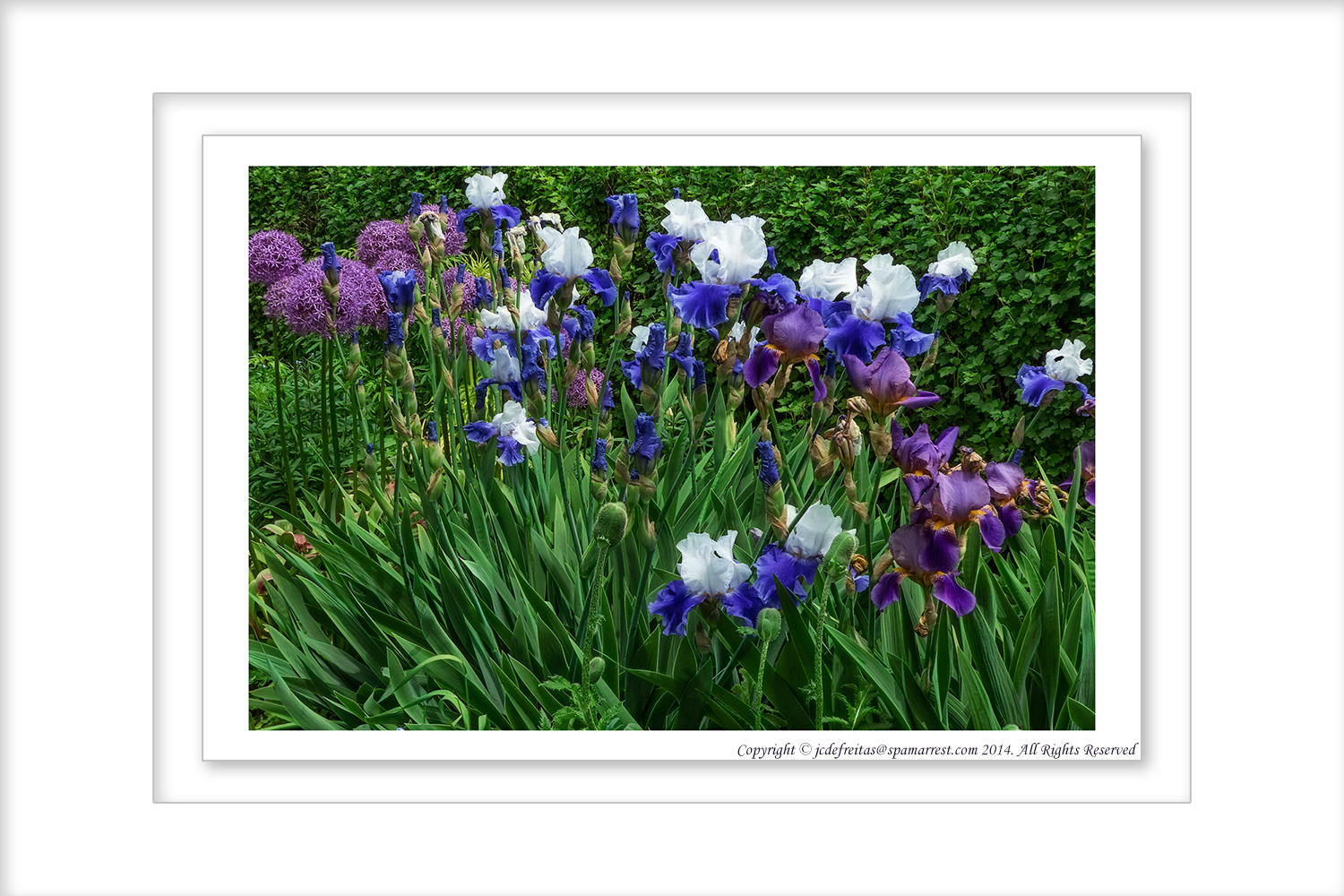 2014 - Rosetta McClain Garden - Toronto, Ontario - Canada