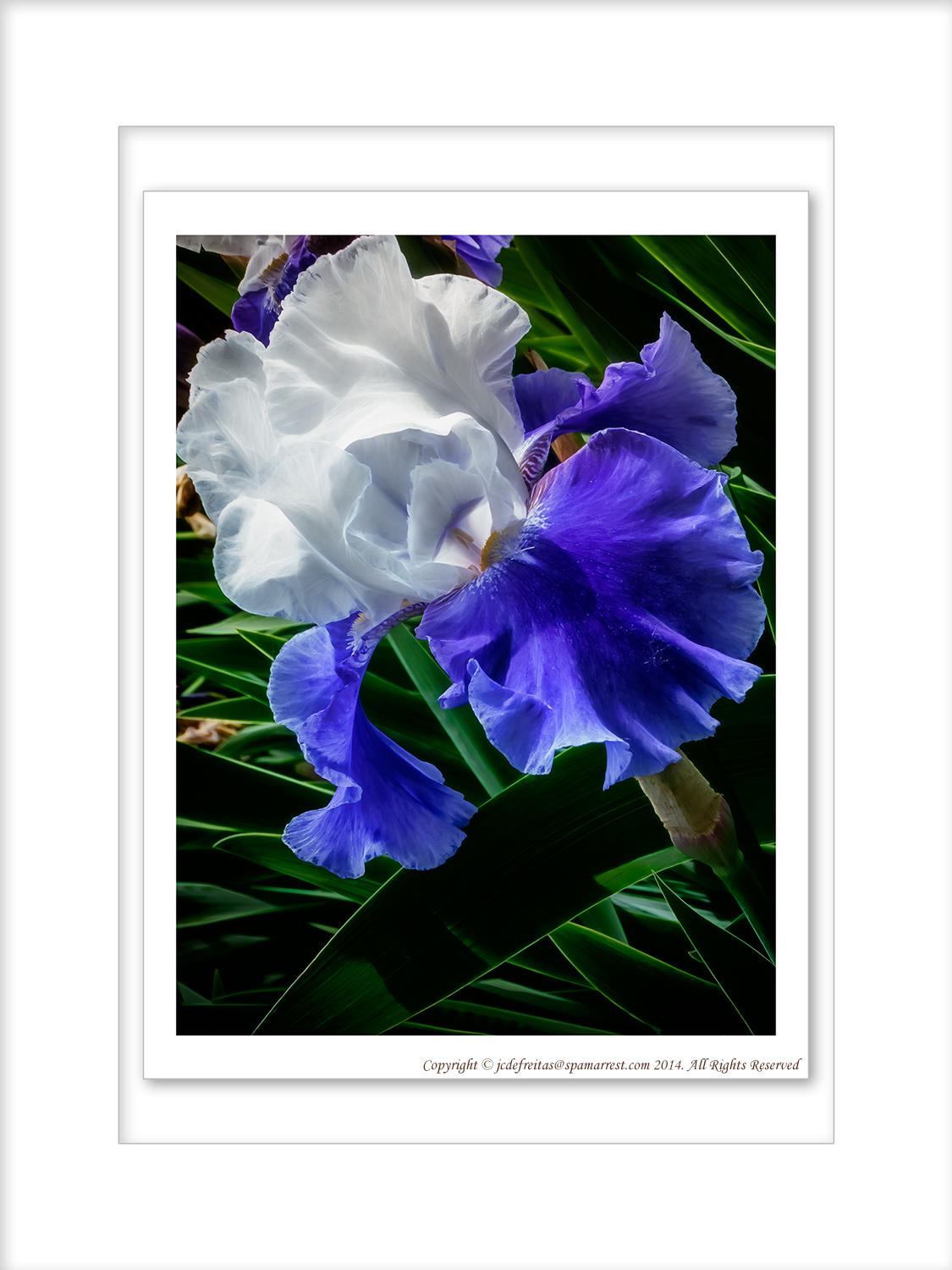 2014 - Iris, Rosetta McClain Garden - Toronto, Ontario - Canada