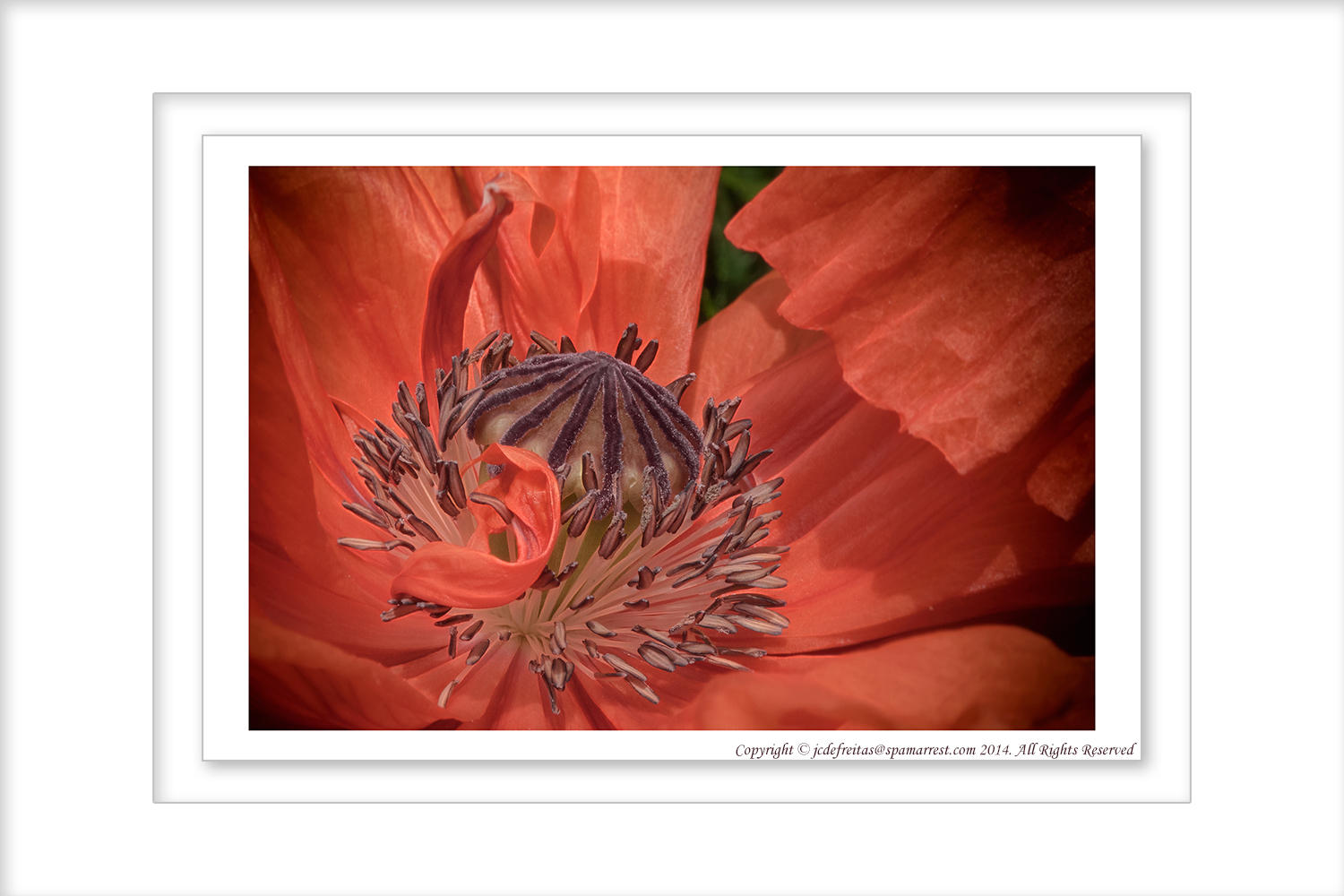 2014 - Poppy, Rosetta McClain Garden - Toronto, Ontario - Canada