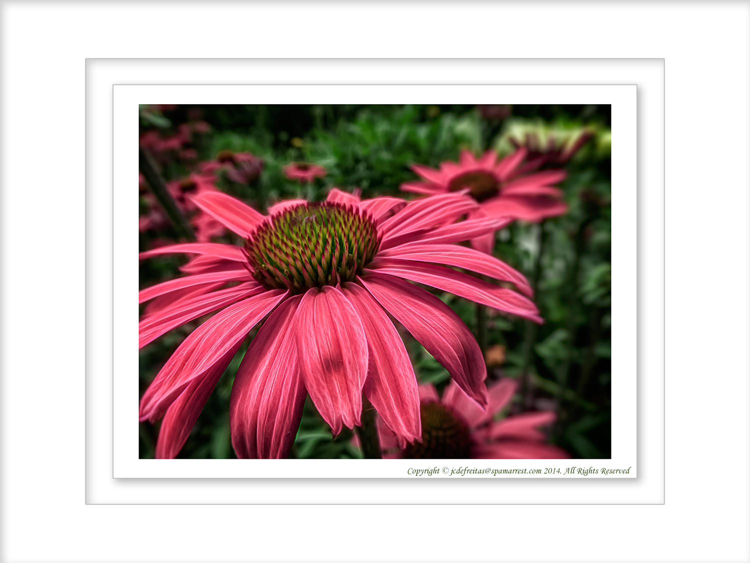 2014 - Echinacea (coneflower) - Toronto Botanic Garden, Ontario - Canada