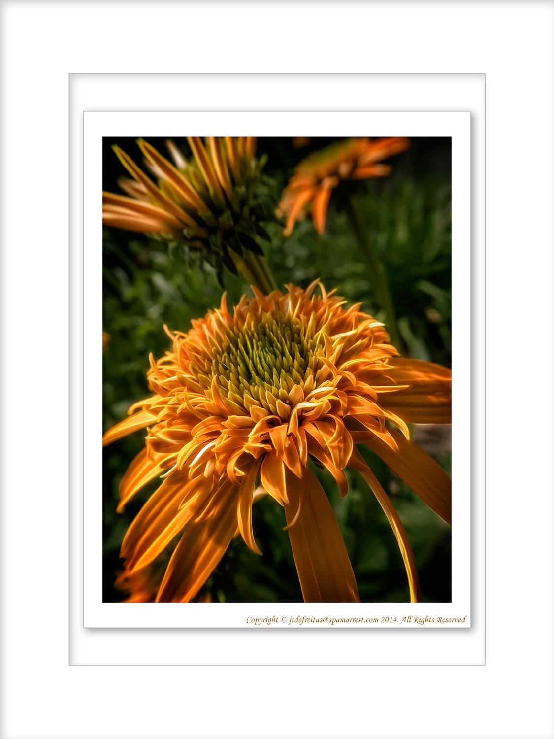 2014 - Echinacea (coneflower) - Toronto Botanic Garden, Ontario - Canada
