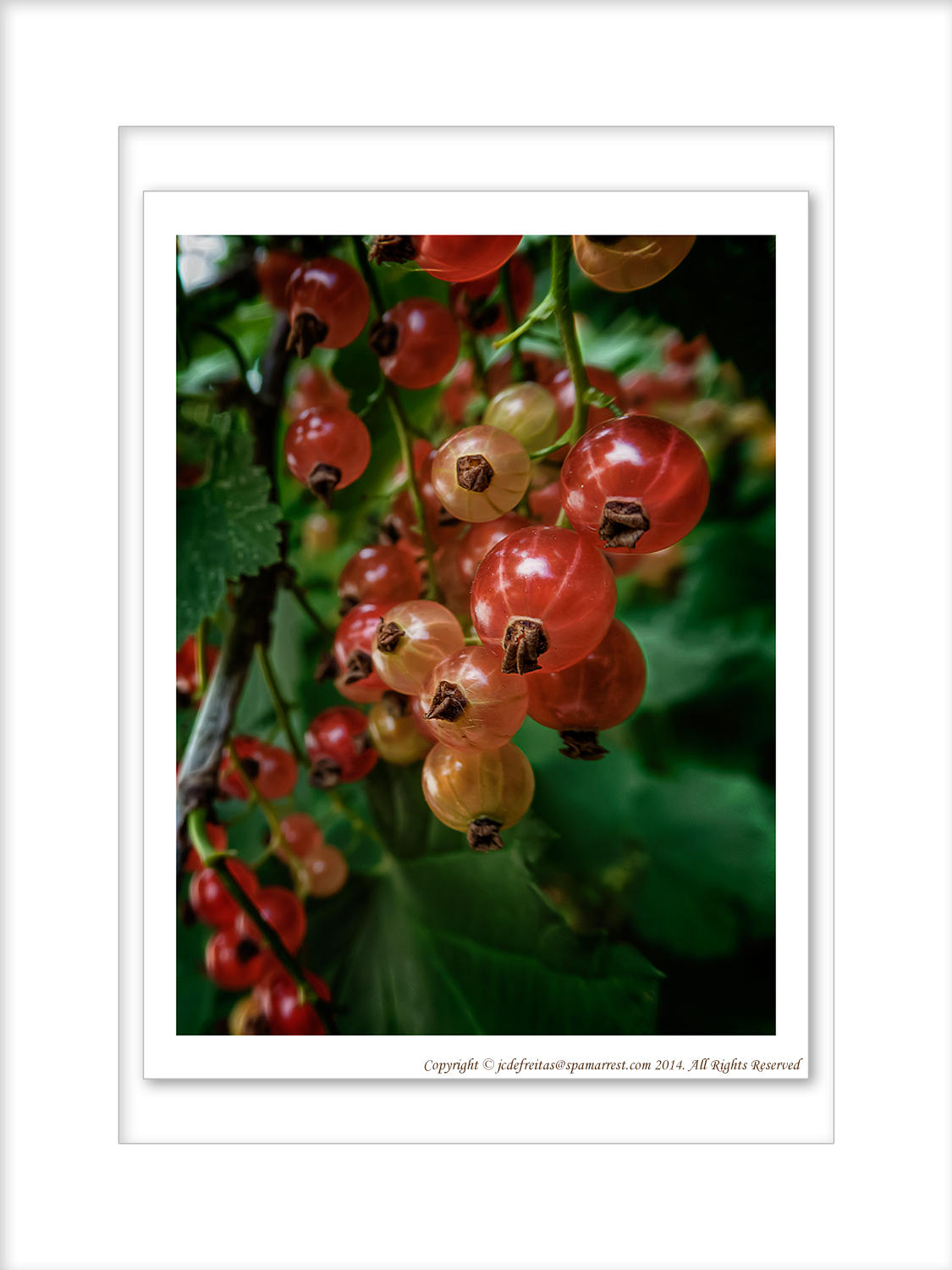 2014 - Redcurrants - Toronto Botanic Garden, Ontario - Canada
