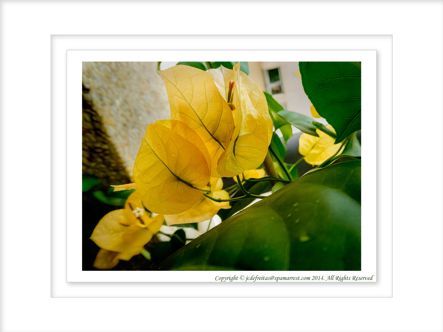 2014 - Bougainvillea on our Balcony - Toronto, Ontario - Canada