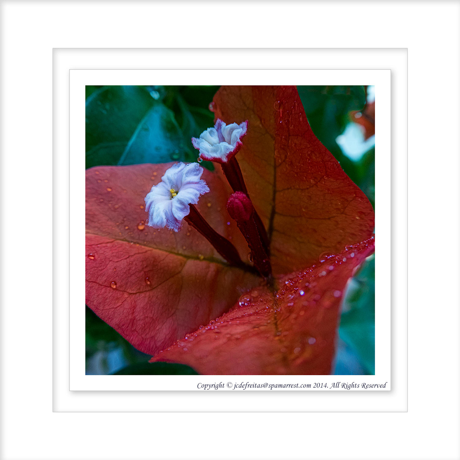 2014 - Bougainvillea - Toronto, Ontario - Canada (Macro)