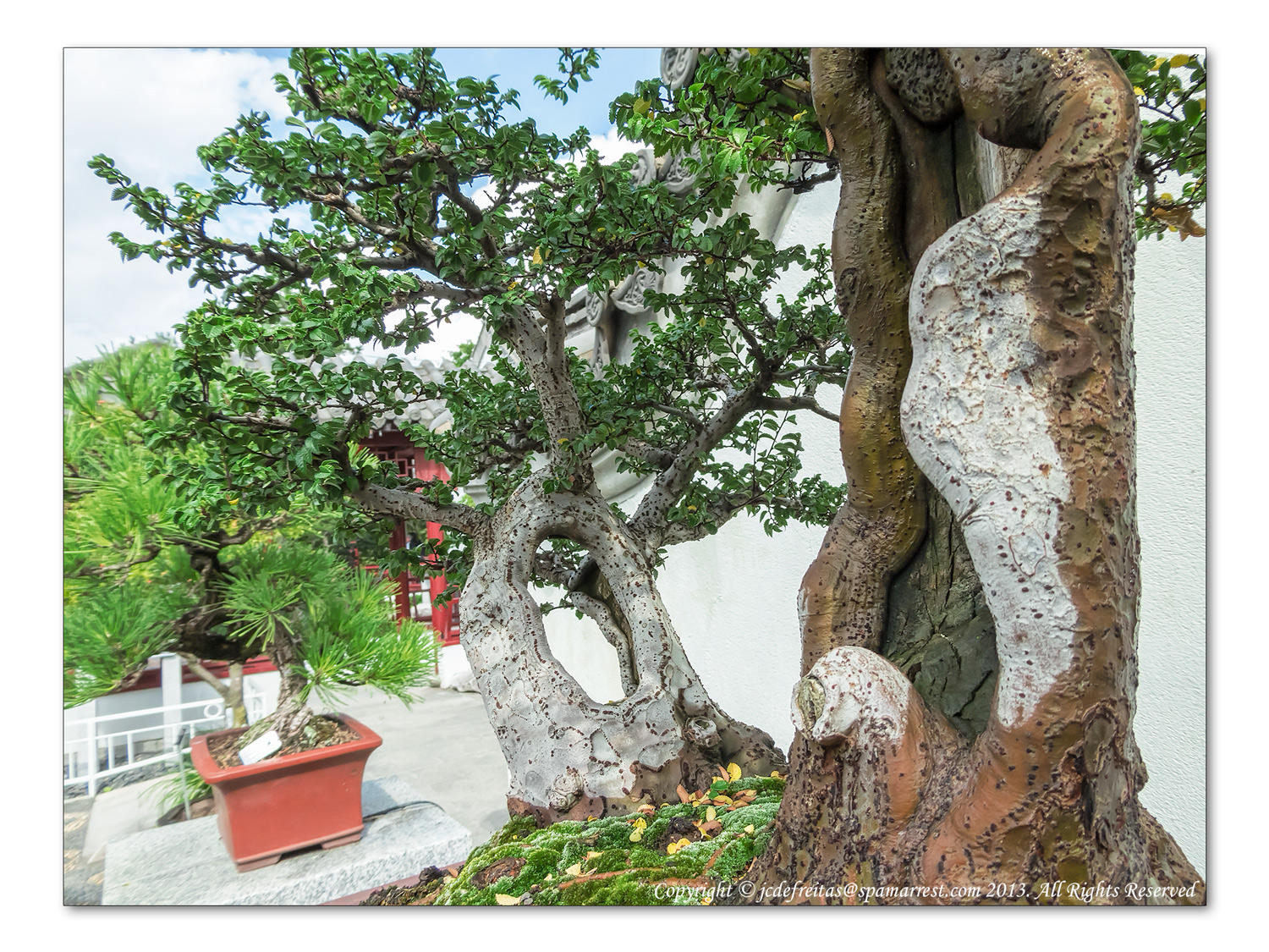 2014 - Bonsai, Chinese Garden - Montreal Botanic Garden, Quebec - Canada