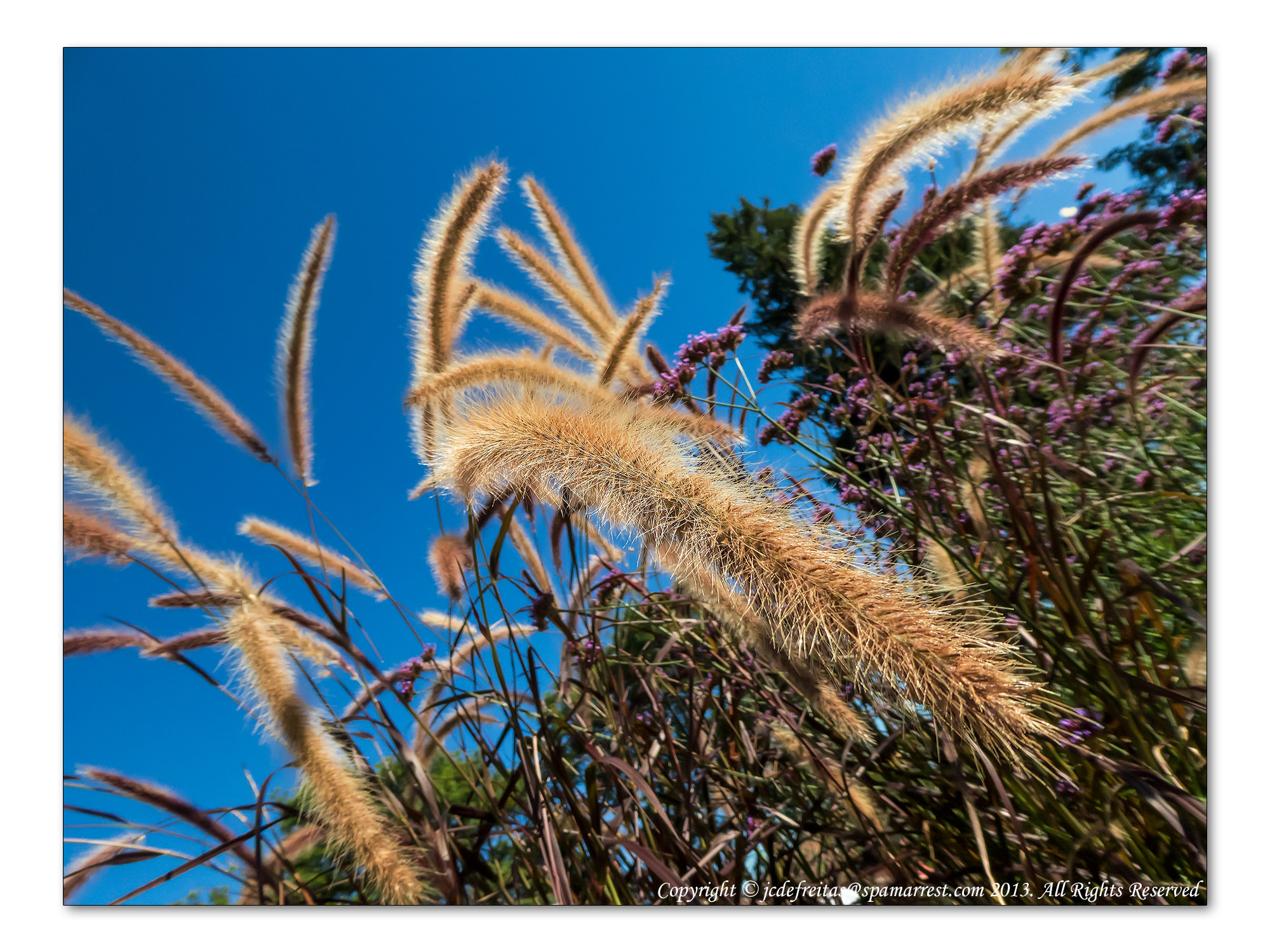 2014 - Rosetta McClain Garden - Toronto, Ontario - Canada