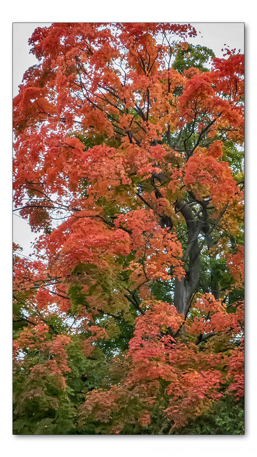 2014 - Fergus, Ontario - Canada
