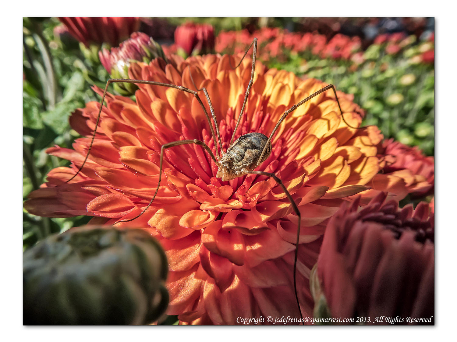 2014 - Spider, Rosetta McClain Garden - Toronto, Ontario - Canada