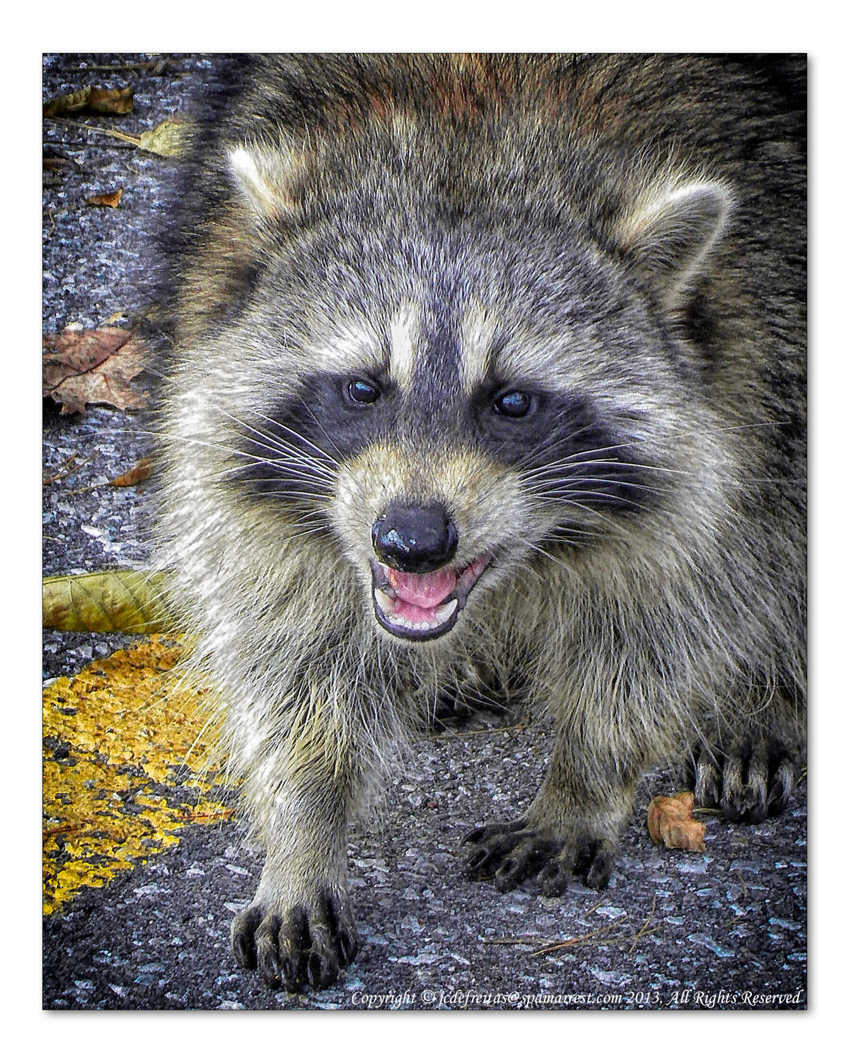2014 - Rocky Raccoon - Toronto, Ontario - Canada