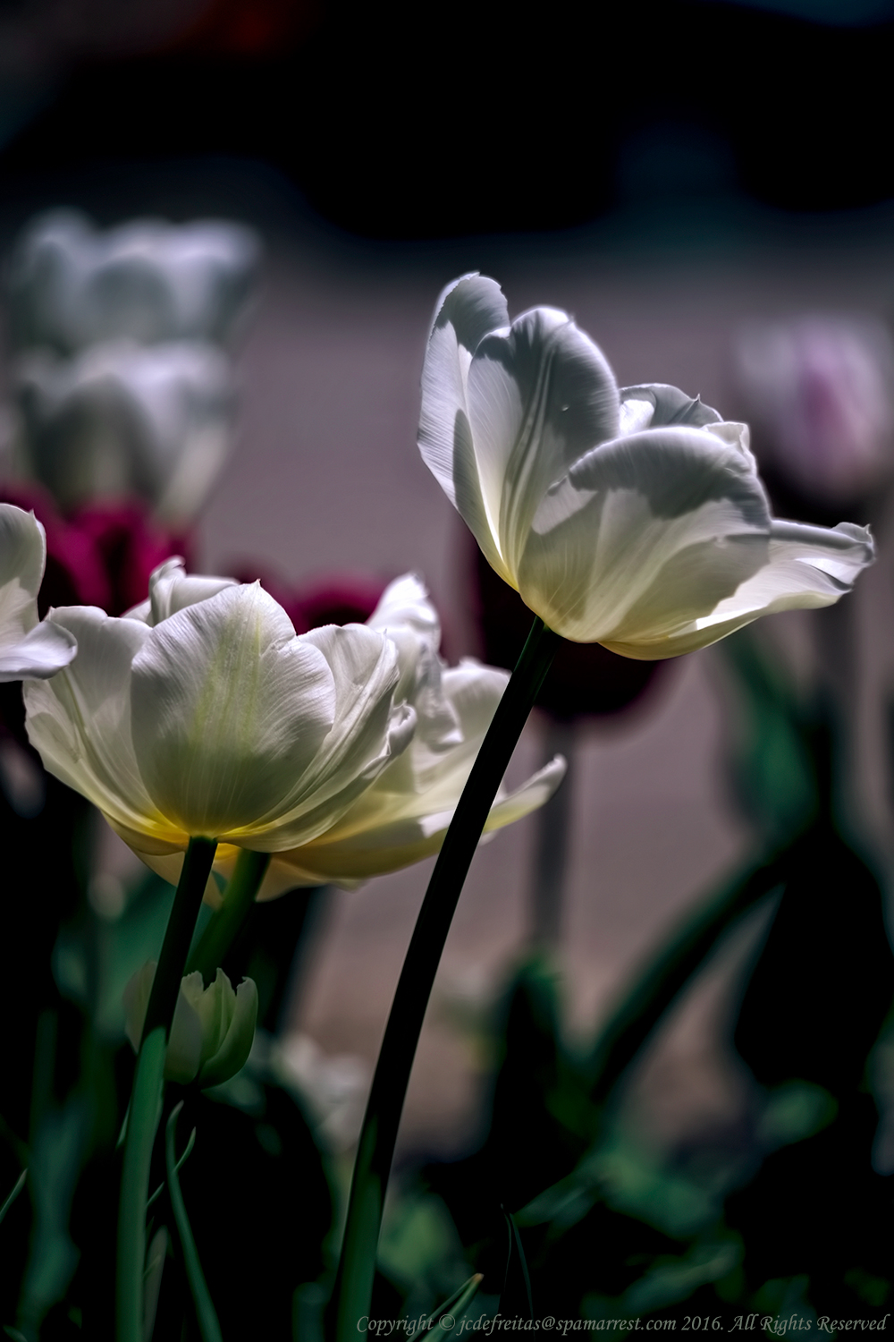 2016 - Tulip, Edwards Garden - Toronto, Ontario - Canada