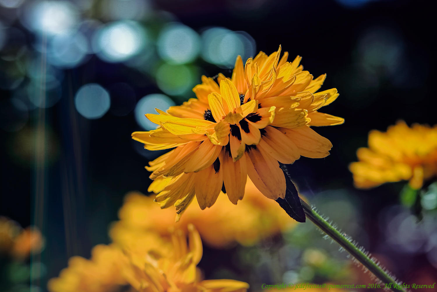 2016 - Rudbeckia Fulgida - Toronto, Ontario - Canada