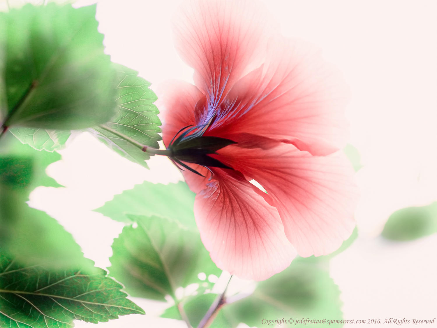 2016 - Red Hibiscus, Edwards Garden - Toronto, Ontario - Canada