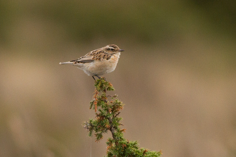 Whinchat - Buskskvtta