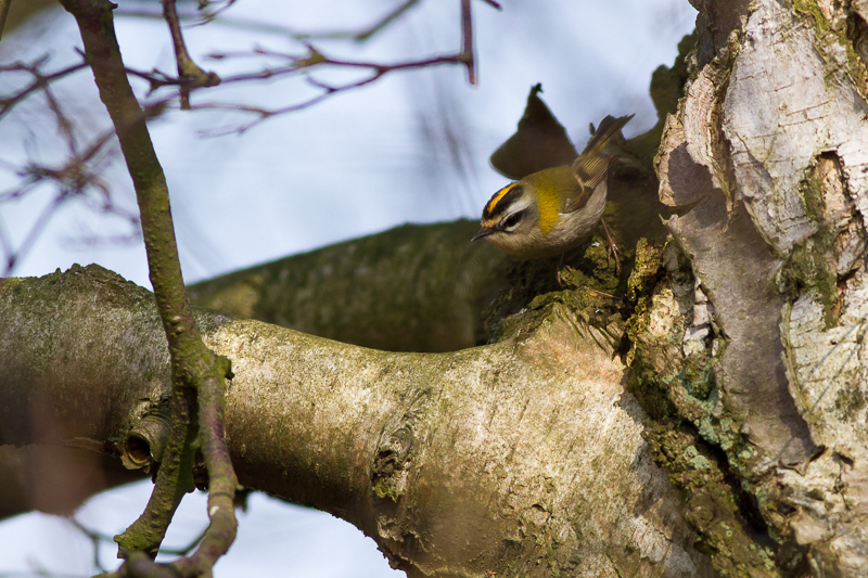 Firecrest - Brandkronad kungsfgel