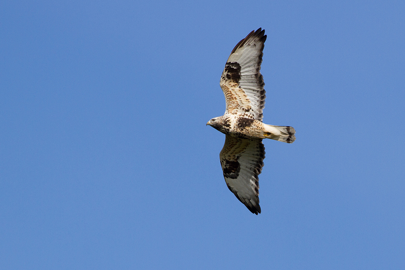 Rough-legged Buzzard - Fjllvrk