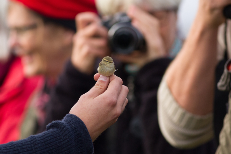 Humes Leaf Warbler