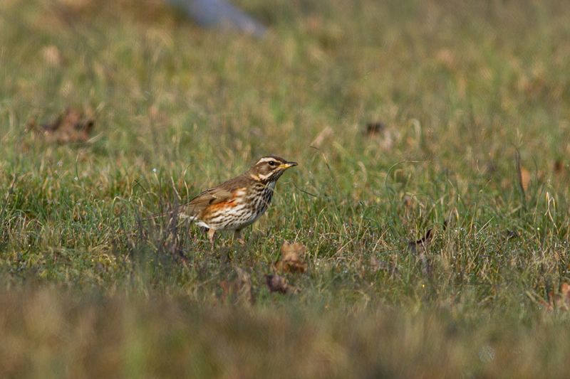 Redwing - Rdvingetrast