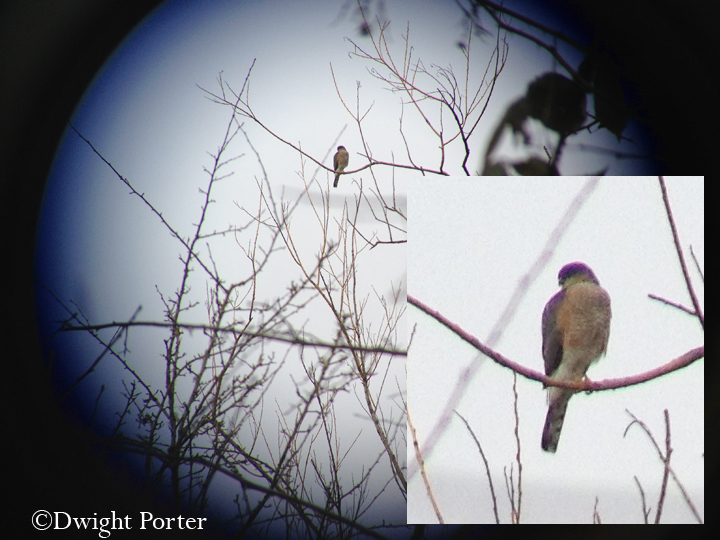 Sharp-shinned Hawk