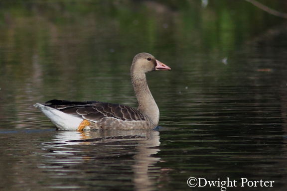 Greater White-fronted Goose