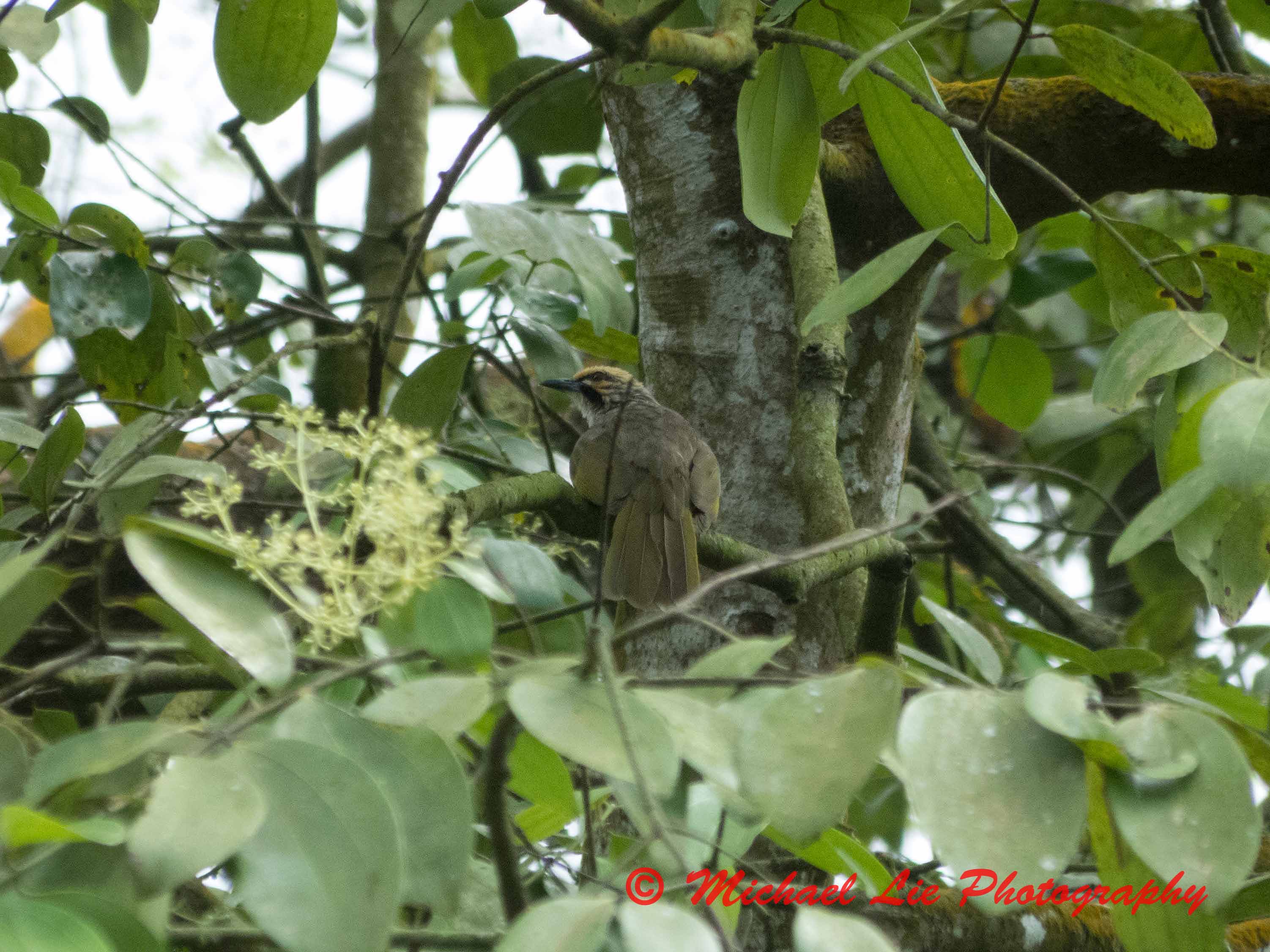 Straw-Headed Bulbul