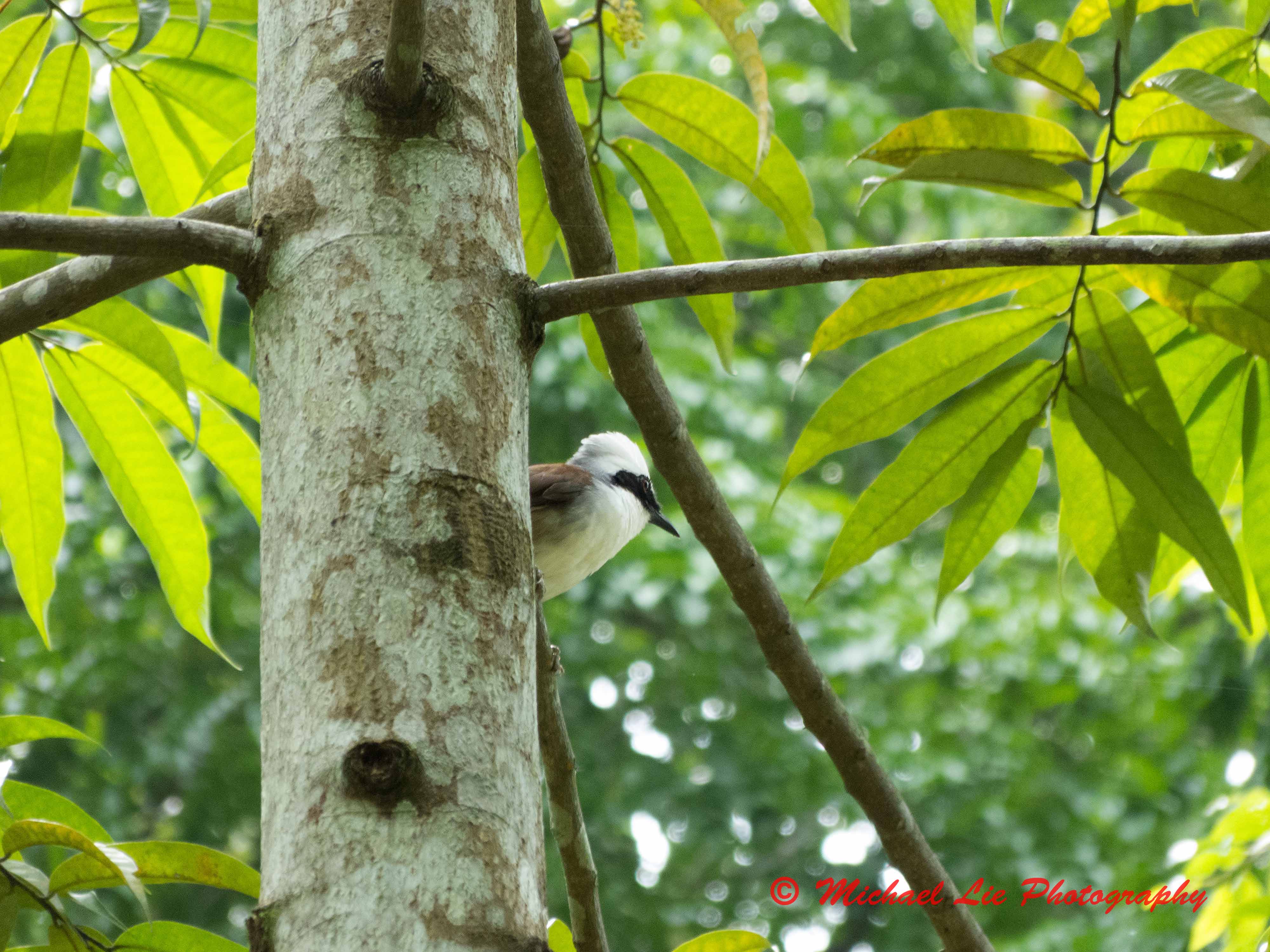 White Throated Laughing Thrush
