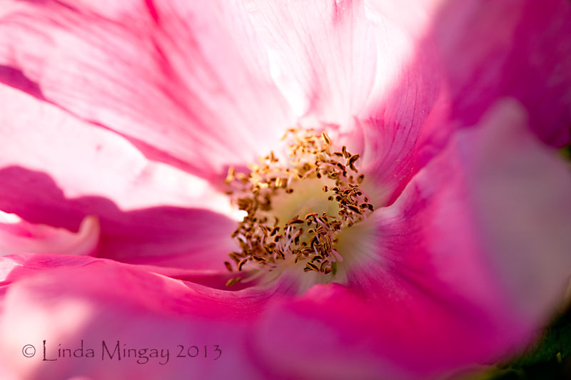 26th June 2013 - floozy