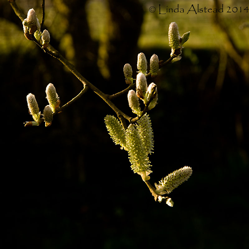 3rd April 2014 - blossoming