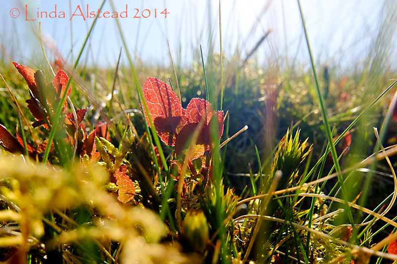 18th April 2014 - bathed in gold
