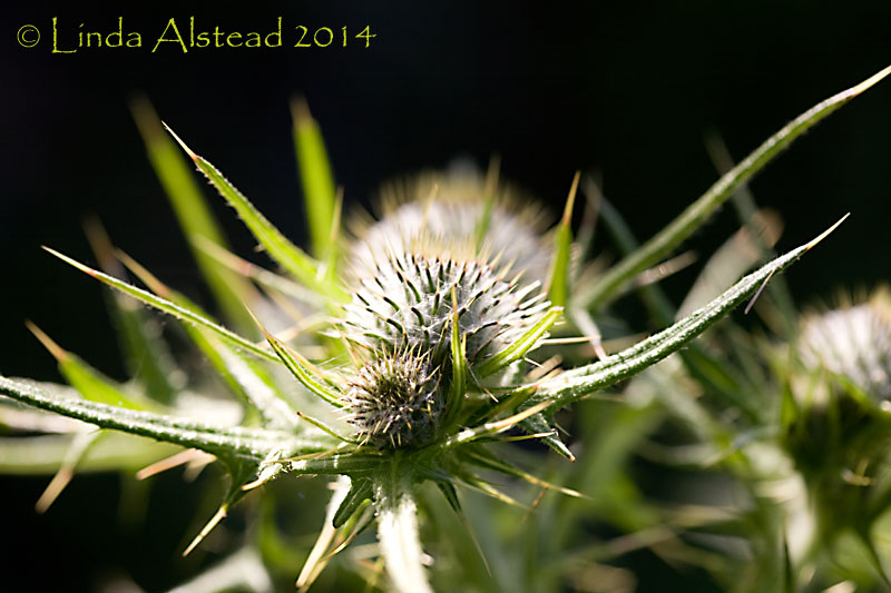 19th June 2014 - prickly