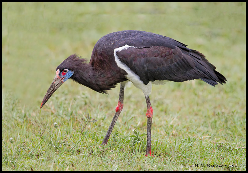 Abdims Stork.jpg