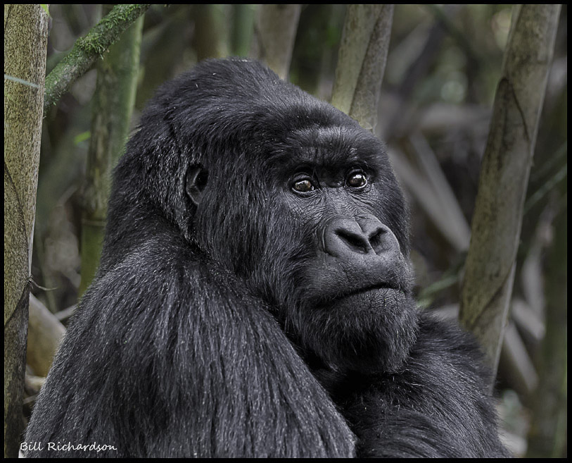 gorilla thinking portrait .jpg