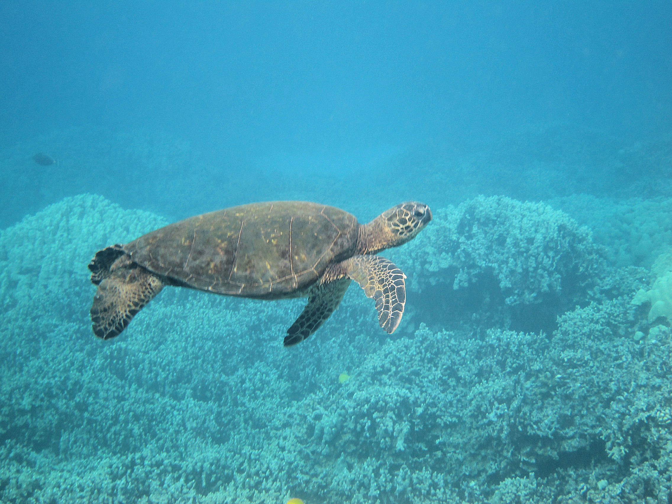 hawaiian green sea turtle