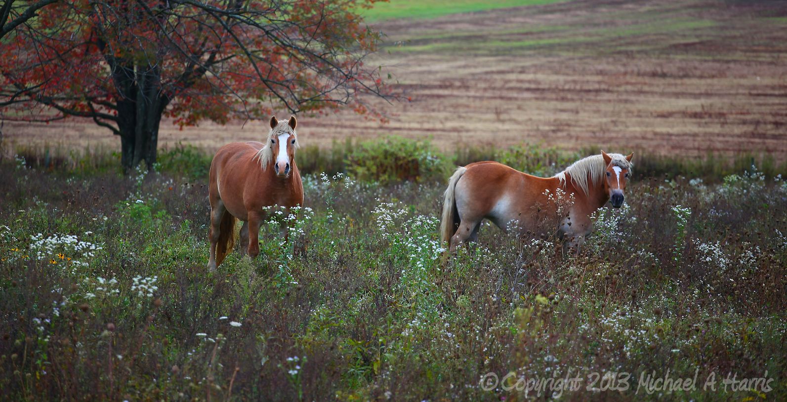 Horses on the Line