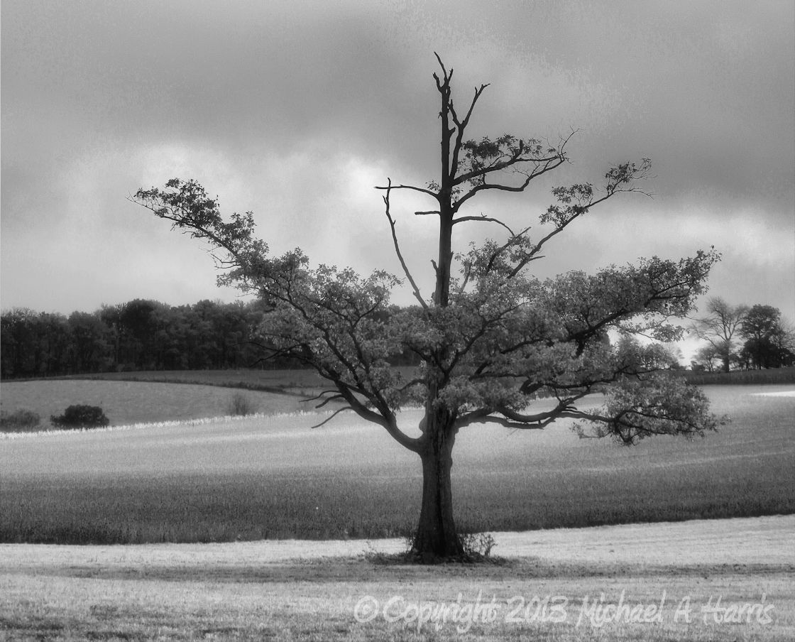 Lonely Tree