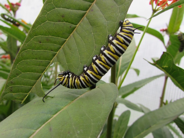  2014 154.jpg Monarch butterfly,Milkweed 