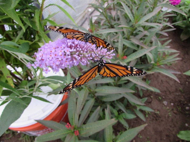  2014 392.jpg Monarch butterfly