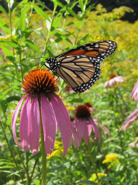  2014 645.jpg Monarch butterfly