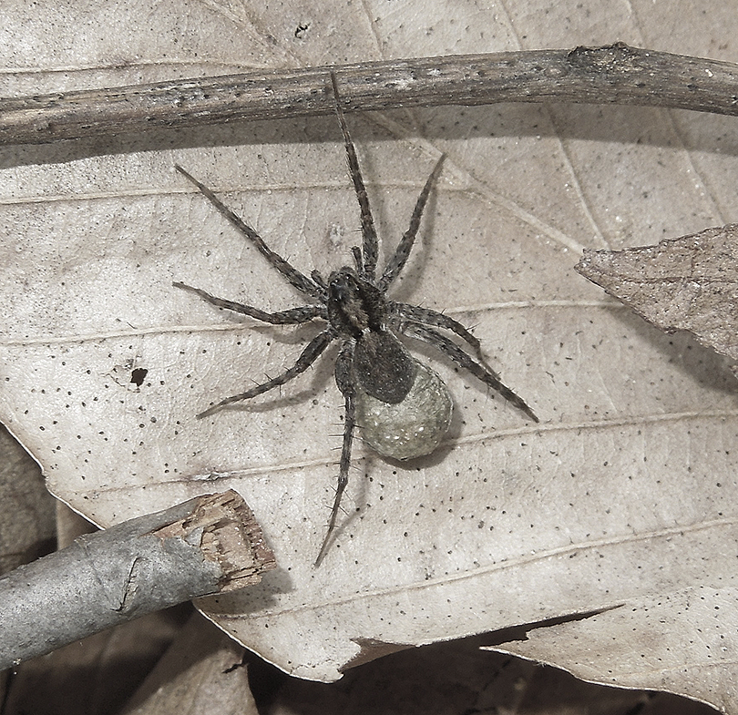 Wolf Spider with Egg Sac