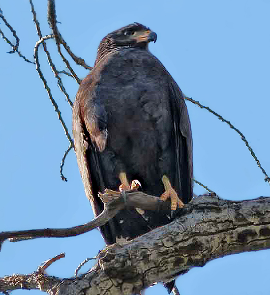 Common Black-Hawk