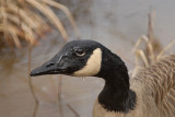 <b>Canada Goose Families Video</b>