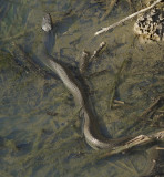 Yellow-bellied Water Snake Video