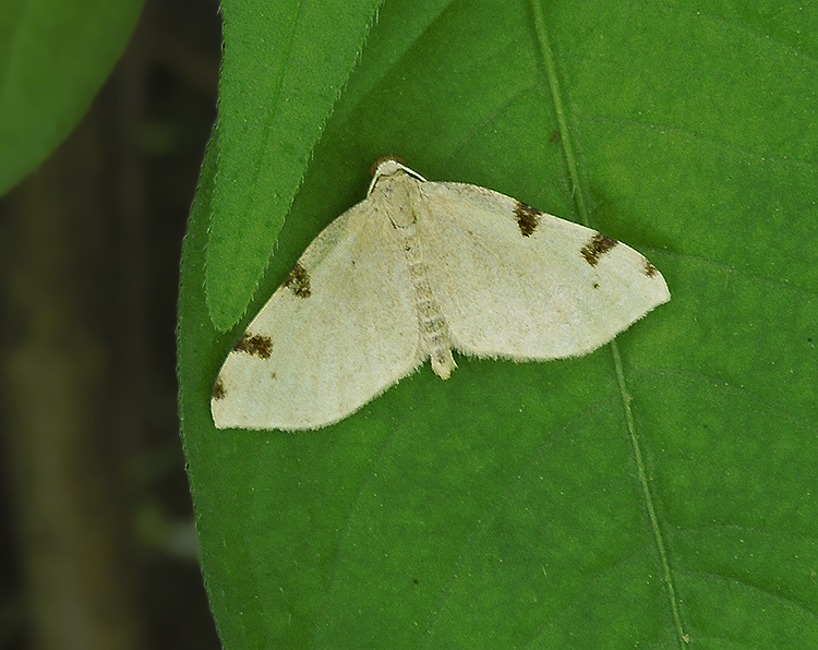 Three-spotted Fillip Moth (7647)