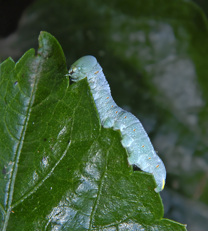 White-dotted Prominent Moth Caterpillar (7915)