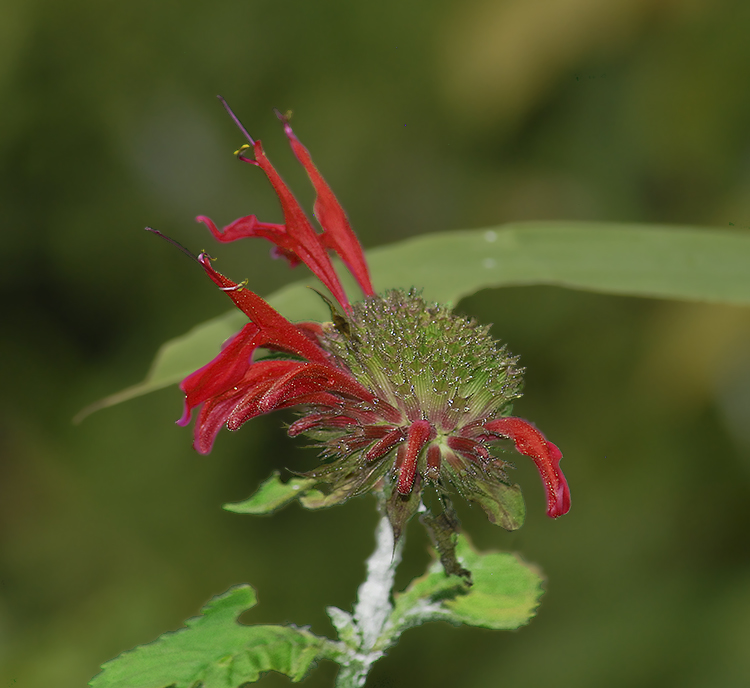 Beebalm, Scarlet