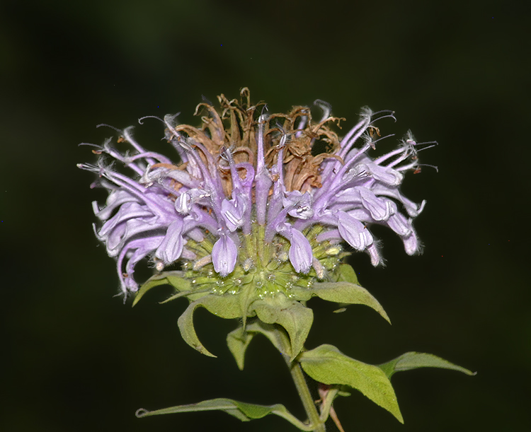Bee Balm