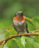 MALE Ruby-throated VIDEO